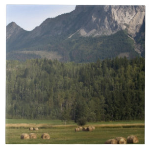Felder mit geschlagenem Heu, Alberta, Kanada Fliese