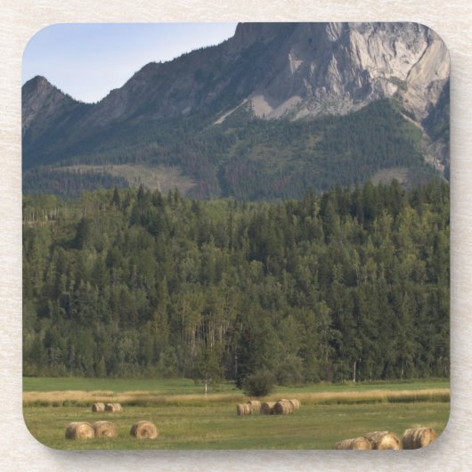Felder mit geschlagenem Heu, Alberta, Kanada Untersetzer (Vorderseite)