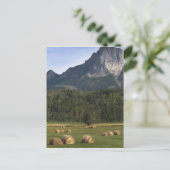 Felder mit Heu, Alberta, Kanada Postkarte (Stehend Vorderseite)