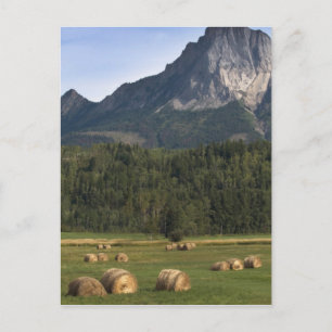 Felder mit Heuballen, Alberta, Kanada Postkarte