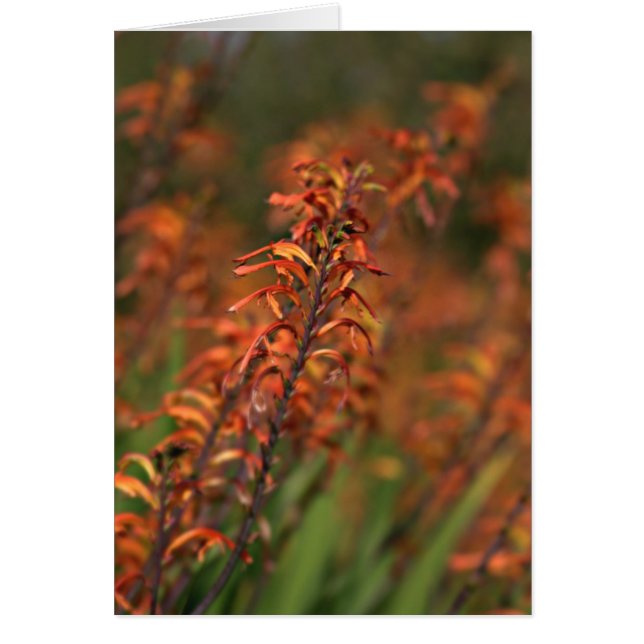 Felder mit orangefarbenem Glühen (Vorne)