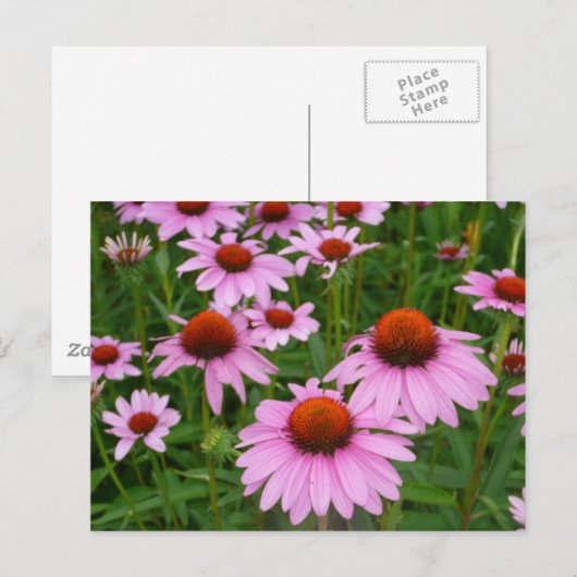 Felder Postkarte (Vorne/Hinten)