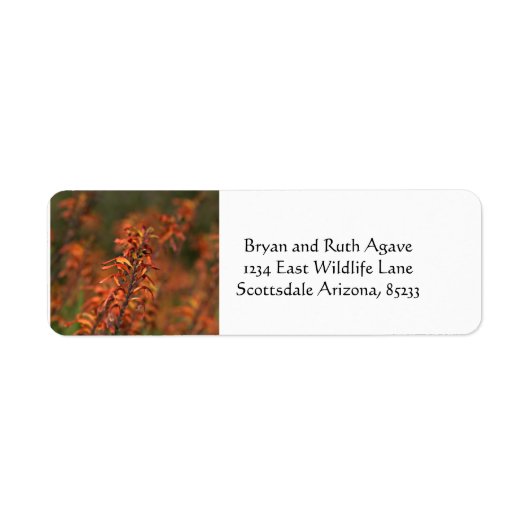 Felder von Orange Agave (Vorne)