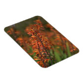 Felder von Orange Agave Magnet (Rechte Seite)