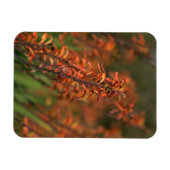 Felder von Orange Agave Magnet (Horizontal)