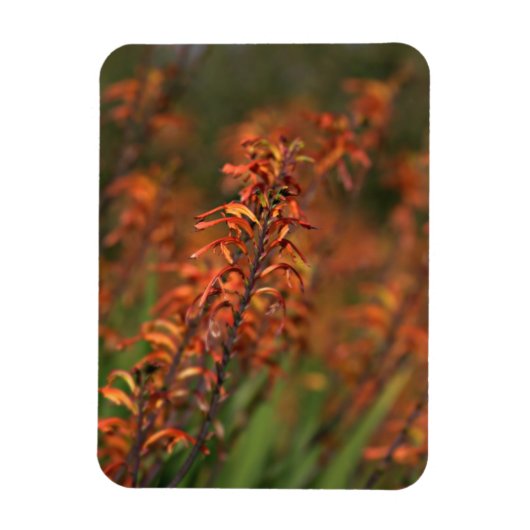 Felder von Orange Agave Magnet (Vertikal)
