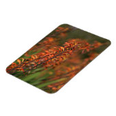 Felder von Orange Agave Magnet (Linke Seite)