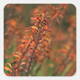 Felder von Orange Agave Quadratischer Aufkleber