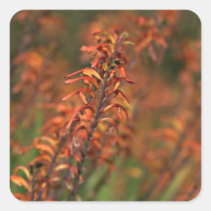 Felder von Orange Agave Quadratischer Aufkleber