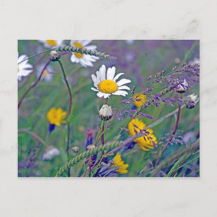 Feldforschung Postkarte