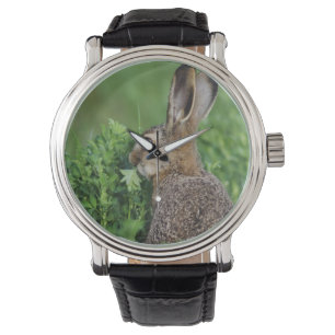Feldhase, Lepus europaeus, Jungtier beim Fressen, Armbanduhr