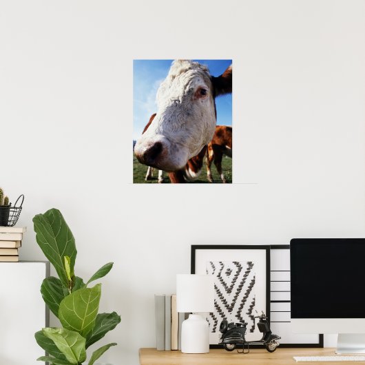 Feldkühe, nah poster (Heimbüro)