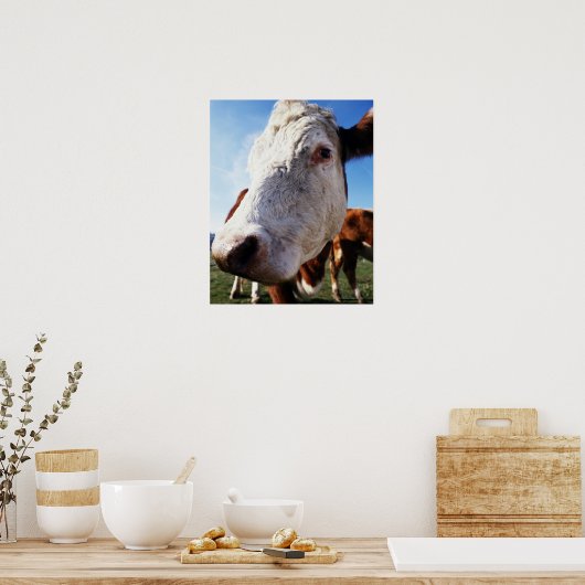Feldkühe, nah poster (Küche)