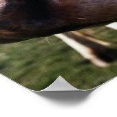 Feldkühe, nah poster (Ecke)