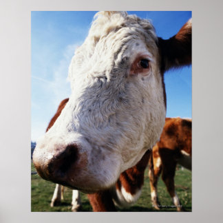 Feldkühe, nah poster