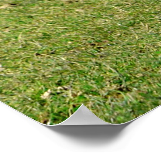 Feldkühe Poster (Ecke)