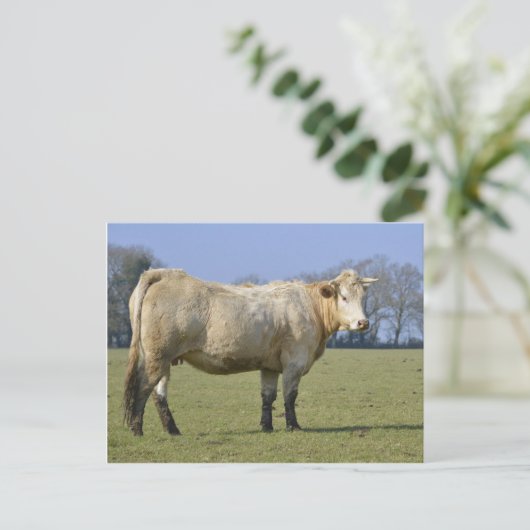 Feldkühe Postkarte (Stehend Vorderseite)