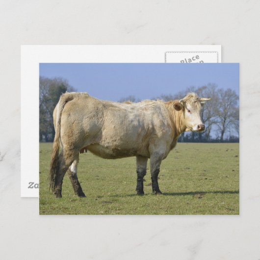 Feldkühe Postkarte (Vorne/Hinten)