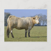 Feldkühe Postkarte (Vorderseite)