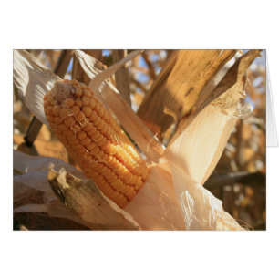 Feldmais auf dem Stalk