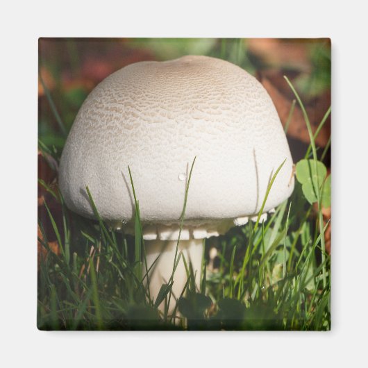 Feldpilz im Wald Magnet (Vorne)