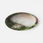 Feldpilz Pappteller (Schrägansicht)