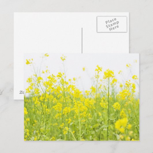 FeldSenf 2 Postkarte (Vorne/Hinten)