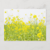 FeldSenf 2 Postkarte (Vorderseite)