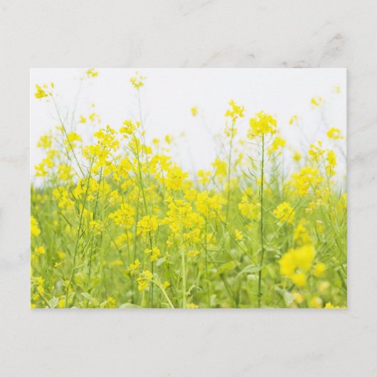 FeldSenf 2 Postkarte (Vorderseite)