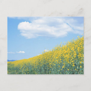 FeldSenf Postkarte