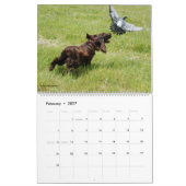 Feldspaniel-Wandkalender Kalender (Feb 2027)