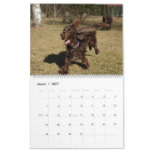 Feldspaniel-Wandkalender Kalender (Mär 2027)