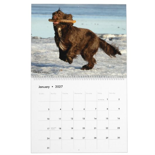 Feldspaniel-Wandkalender Kalender (Jan 2027)