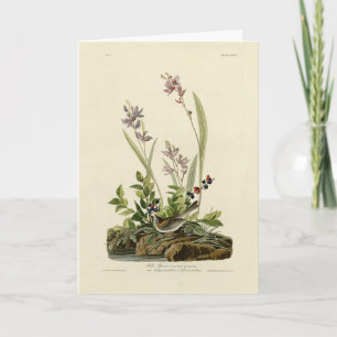 Feldspieß von Audubons Vögeln Amerikas Karte