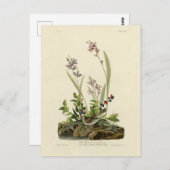 Feldspieß von Audubons Vögeln Amerikas Postkarte (Vorne/Hinten)