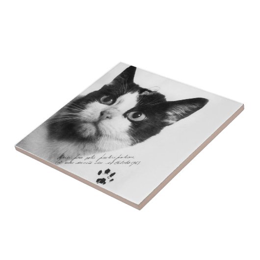 Félicette: Die erste Katze im All Fliese (Seite)