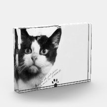 Félicette: Die erste Katze im All