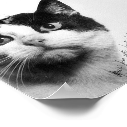 Félicette: Die erste Katze im All Poster (Ecke)