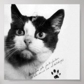 Félicette: Die erste Katze im All Poster (Vorne)