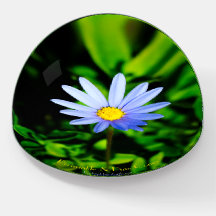 Felicia Blue Daisy elegant dargestellt.