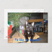Feline 6-pack postkarte (Vorne/Hinten)