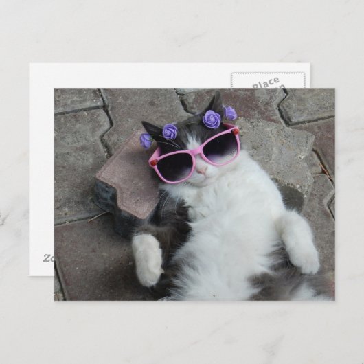 Feline Diva Postkarte (Vorne/Hinten)