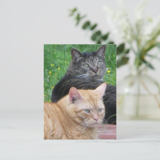 Feline Duo Postkarte (Stehend Vorderseite)