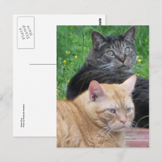 Feline Duo Postkarte (Vorne/Hinten)