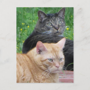 Feline Duo Postkarte