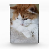 (Feline Extravagant) Kitty Contemplation: Cat Foto (Vorderseite)