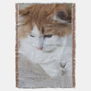 (Feline Extravagant) Kitty Contemplation: Cat Foto Decke