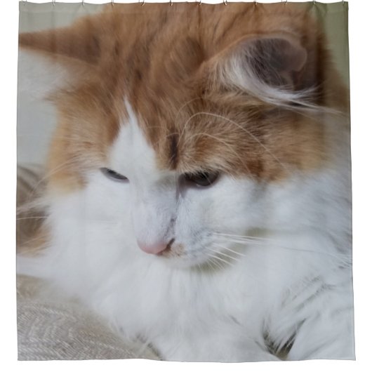 (Feline Extravagant) Kitty Contemplation: Cat Foto Duschvorhang (Vorderseite)