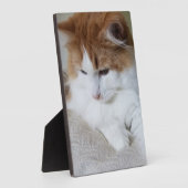 (Feline Extravagant) Kitty Contemplation: Cat Foto Fotoplatte (Seite)