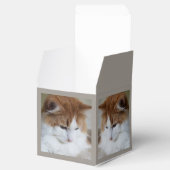 (Feline Extravagant) Kitty Contemplation: Cat Foto Geschenkschachtel (Geöffnet)